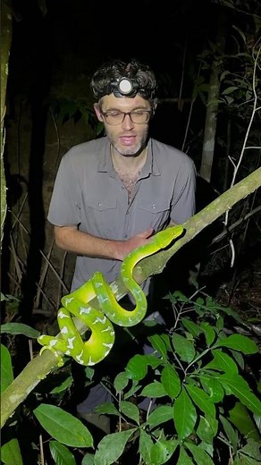 One of the most beautiful snakes in the world, emerald tree boa in South America