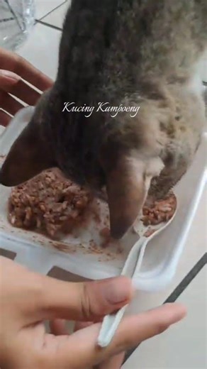 𝔹𝕖𝕣𝕕𝕚𝕣𝕚 𝕓𝕦𝕒𝕥 𝕞𝕒𝕜𝕒𝕟