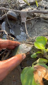 Catfish,tortoise catching by hand #reels | Daily Fishing Vlog