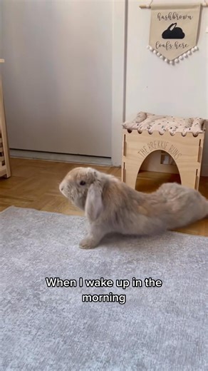 Run the world (bunnies) #petbunny | Meghan Glover