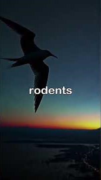 🕊️ The Tern: The Intelligent and Adaptable Bird 🌿