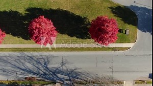 Top down aerial of scarlet red maple trees in autumn lining quiet street. Shadow of spooky tree on road pavement.