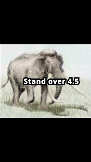 Asian straight-tusked elephant,(Palaeoloxodon namadicus) #animals #extinct