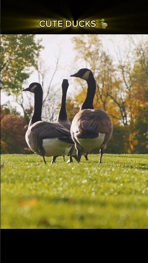 Peaceful Ducks in Lake | Calming Wildlife Footage #shorts