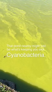 Cyanobacteria (often called “blue-green algae”) can form blooms in still or slow-moving water. When conditions are right…warm temps, stagnant water, and nutrient runoff, these blooms can release toxins into the air and water. ⚠️ Why does this matter? •Airborne exposure (the sneaky one) → when blooms die or get agitated (wind, boats, sprinklers, waves), they can release aerosols and tiny toxin-containing particles into the air. •For someone with a primed innate immune system (like CIRS), even sma