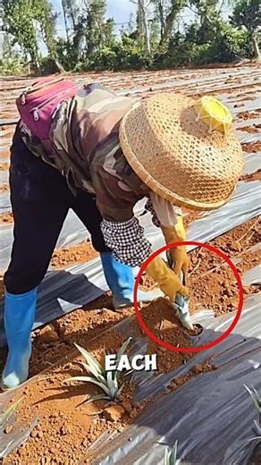 Pineapple Planting Technique🍍🤯#farming