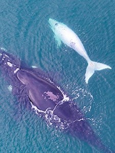White Whale in Mossel Bay! June to October is Whale-season in Mossel Bay! But what is more is our two white southern right whale calves also known as brindle calves. | Mossel Bay Boat Adventures