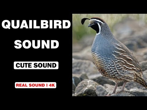 Real Quail Sounds | High Quality | Adorable Quail Bird Sound Experience! | 4K