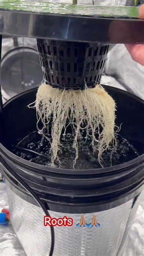 I’ve got no roots..