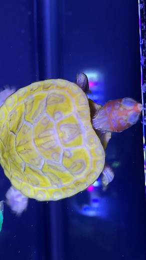 Born glowing 🐢✨ #neon #turtle #cosmic #beauty #aquarium #reptiles