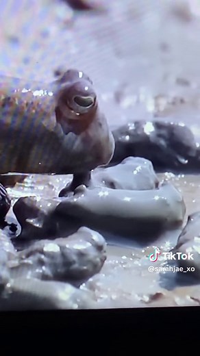 Incredible Mudskippers: Fish That Can Walk!