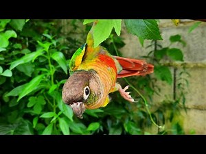 baby green cheek conure sounds : I perform acrobatics for to day.