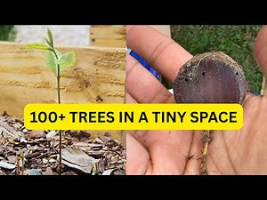 Growing 100+ Chestnut Trees in a Tiny Space | Air Prune Box Method