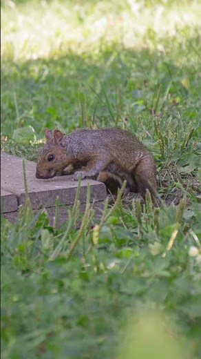 Sony a6400 + 55-210mm Kit Lens for Wildlife Photography