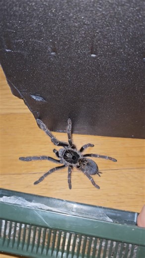 babuny on Instagram: "Ceratogyrus marshalli #ceratogyrus #ceratogyrusmarshalli #ASMR #tarantula #spider"