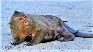 6.6K views · 214 reactions | Disabled old monkey mother feels very weak after giving birth to baby monkey | Gorilla Family | Facebook