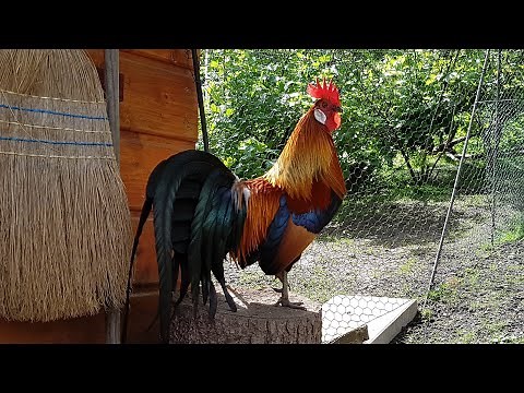 Deutsche Zwerghühner