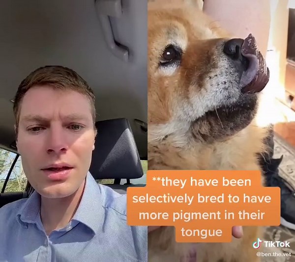 Blue Tongued Dogs: Chow Chow's Unique Feature Explained