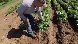 1K views · 15 reactions | Brother Rick shares how we take care of our potatoes in order to bear more fruit at the Farm... and how it can apply in our own lives! | First Fruits Farm, Inc. | Facebook