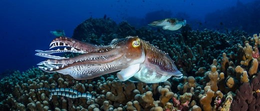 The Top 8 Craziest Animal Adaptations