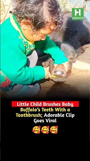 Little Child Brushes Baby Buffalo’s Teeth With a Toothbrush; Adorable Clip Goes Viral