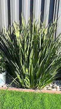 Dietex bicolor commonly known as Peacock Flower or Fortnight Lily or African iris grown in backyard