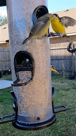 Why Are Lesser Goldfinches So Sassy at Feeders? #funnyshorts #birds #fighting