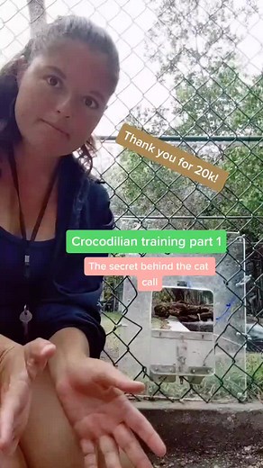 Zookeeper's Guide to Educating Crocodiles in the Zoo