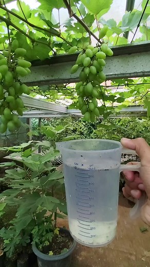 Kebon Anggur on TikTok