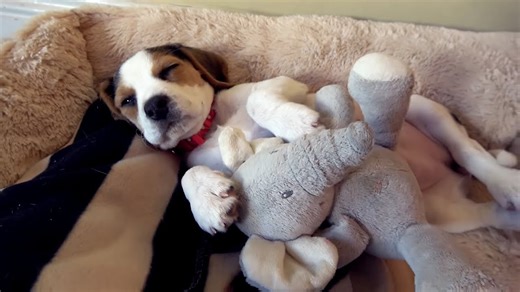 First Howl—Hear This Beagle Puppy's Adorable Vocal Debut