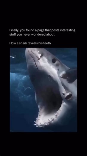 Wondered | Facts & Curiosity on Instagram: "Follow (US) @WONDERED to learn something new everyday! 💫 🌊✨ Did You Know? Sharks don’t just have sharp teeth… they have an entire conveyor belt of them hidden inside their gums. Their front teeth are only the tip of the story. Behind them sit multiple rows of backup teeth, all waiting for their moment. When a shark bites, the pressure triggers new teeth to pop forward like nature’s switchblade. Old teeth fall out easily (sometimes hundreds per year),