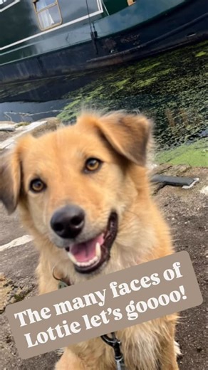 Lottie & Pablos Samui Life💛🖤 on Instagram: "Thought I’d share my camera roll of Lottie Lou faces while living In The UK😂 Next years faces will be back in her home country of Thailand!🇹🇭 come along for the journey let’s see what faces she pulls on the other side of the world 😂 #soi #dogsofinstagram #samuistreetdogs #fyp #rescue"