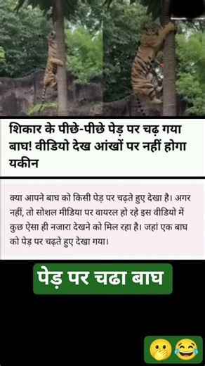 शिकार के पीछे पेड़ पर चढ़ गया बाघ | #shorts #shortsfeed #viral #trending #funny #news #animals