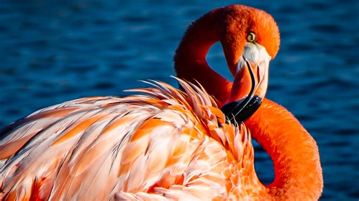 Hello, flamingo! Florida might replace state bird after nearly 100 years