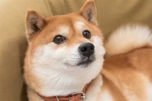 Why Shiba Inu Keeps Going Up