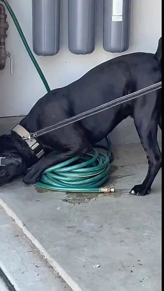 Dog and the lizard fiasco leave everyone stunned