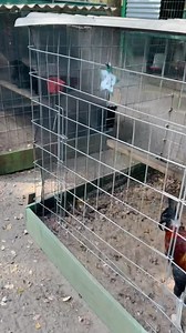 1.3K views · 21 reactions | We have are penny hatch stags UFD gamefowl are for breeding purposes only | Dan Wilson | Facebook