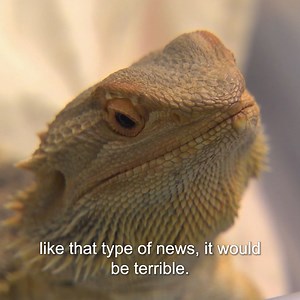 376K views · 18K reactions | Dr Chris has been brought a lizard with a potentially cancerous lump, and it needs to be cut out 年 | Untamed | Facebook