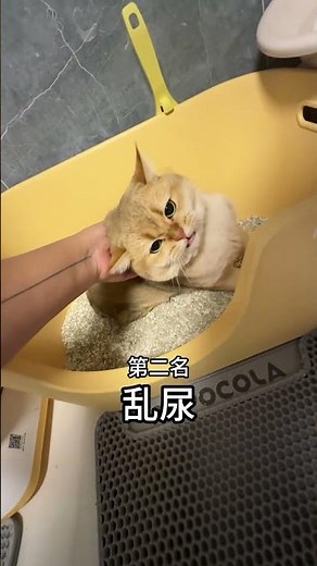 【#PuPu噗噗】盘点铲屎官红温时刻,你家猫占几个! #万物可爱计划 #宅家治愈记