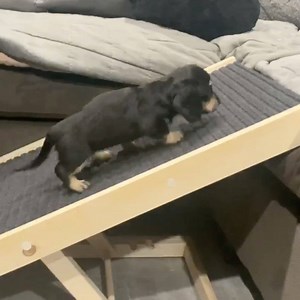 31K views · 1.5K reactions | Could watch this on repeat all day  Don't miss our Early Black Friday Sale  https://www.sausagedogcentral.com/ | Sausage Dog Central | Facebook