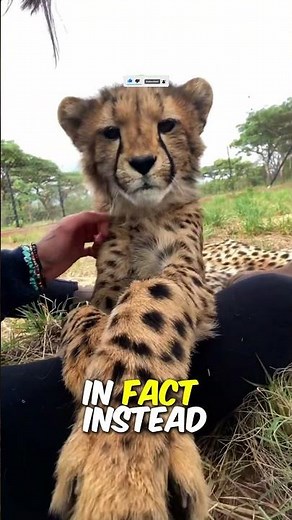 Can Cheetahs Really Be Friends With Humans?