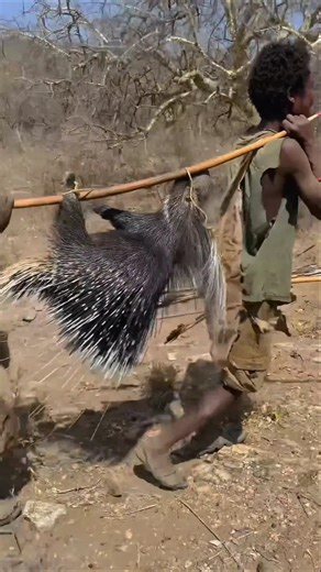 The tribals hunt the porcupine and make arrows.