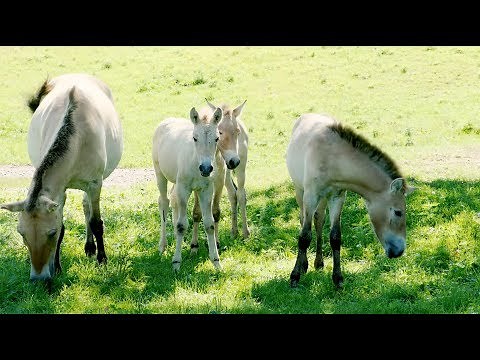 Asian Wild Horses at Minnesota Zoo