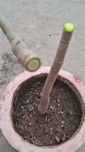 adenium pruning #youtubeshort #gardening #care #plants