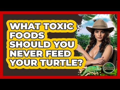 What Toxic Foods Should You Never Feed Your Turtle? - Reptilian Wonders