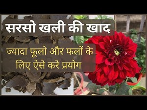 Mustard cake Fertilizer for all flowering Plants | Make & use Organic Fertilizers Series Part 3