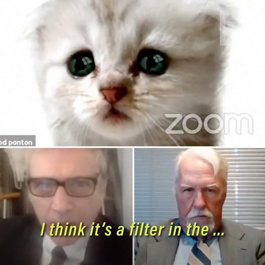 Lawyer gets stuck with fluffy white kitten filter during Zoom court hearing