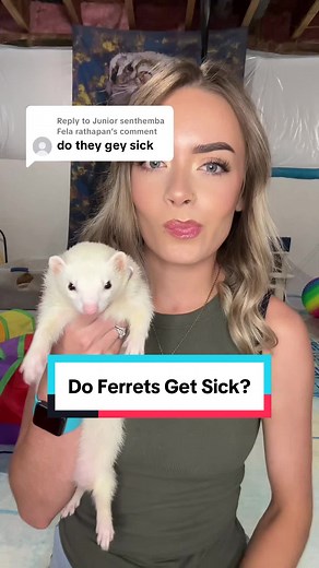 Understanding Ferret Health Concerns