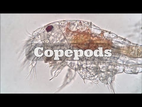 Copepods Under a Microscope - Copepode