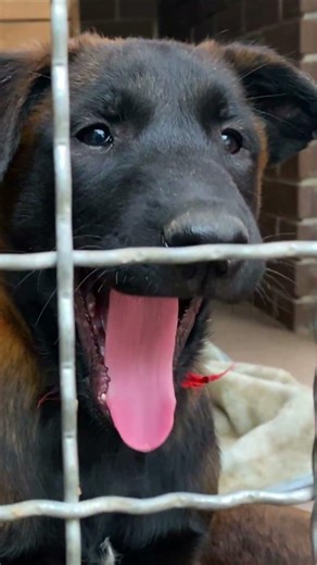 Cute Puppy Yawning 💓